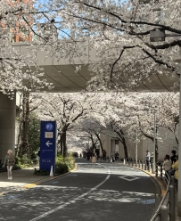 東京の春の桜を見る
